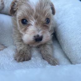 Maltipoo and Poodle Puppies from Red Okie Maltipoos
