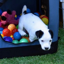 Jack Russell Terrier and Labrador Retriever Puppies from Julsby Labradors and Jack Russell Terriers