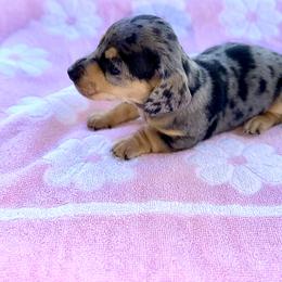 Girl 4 - Dapple female Dachshund puppy in Stilwell, Oklahoma from Ross Ranch Dachshunds
