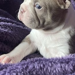 Boston Terriers from Samantha's Boston Terriers