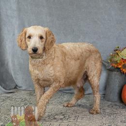 Tammy - Goldendoodle