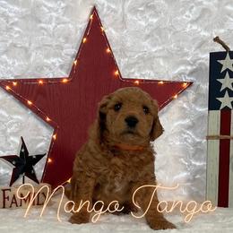 Goldendoodle Puppies from Jeremy Dafoe