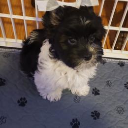 Maverick - Parti male Yorkshire Terrier puppy in Mattoon, Illinois from Strohlz Yorkies