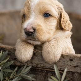 Mason (Orange) - Apricot male Aussiedoodle puppy in Byron, Georgia from Southern Olive Doodles 🫒