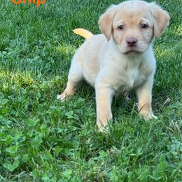 Chip - Yellow male Labrador Retriever puppy in Tigard, Oregon from Morrison Labrador Retreivers