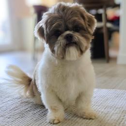 Daisy - Shih Tzu