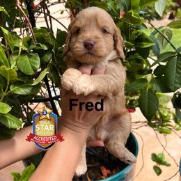 Fred - Caramel red male Australian Labradoodle puppy in San Juan, Texas from QuiSal Labradoodles