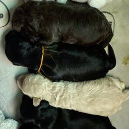 Australian Labradoodle Puppies from Tiny Treasures Australian Labradoodles