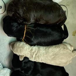 Australian Labradoodle Puppies from Tiny Treasures Australian Labradoodles