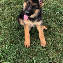 German Shepherd Puppies from Semper Fi K9 Montana