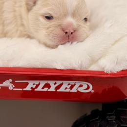 Platinum male - Cream male French Bulldog puppy in Jefferson City, Missouri from Central Frenchie Haven