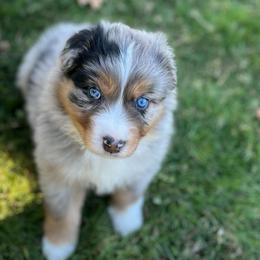 Magnum - Blue merle male Australian Shepherd puppy in Lebanon, Oregon from Mount Hope Aussies