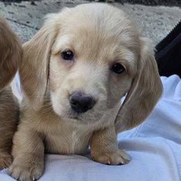 Luke - Cream male Dachshund puppy in Medina, Ohio from English Cream Dream Dachshunds