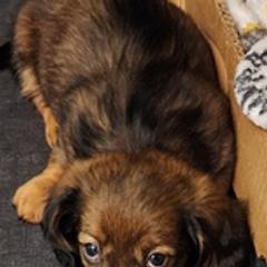 Dachshunds from Cathy's Dachshunds