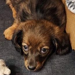 Dachshunds from Cathy's Dachshunds