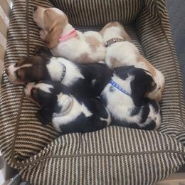 Basset Hound Puppies from Freeman's Floppy-Eared Bassets