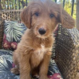 Sailor - Red  male Goldendoodle puppy in Placerville, California from New Dawn Poodles and Doodles