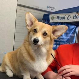 Queen  - Pembroke Welsh Corgi
