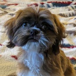 Shih Tzus from Jenny Switzer