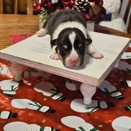 Janice - Black and tan female Pembroke Welsh Corgi puppy in New Douglas, Illinois from Millerbaughs Country Corgis