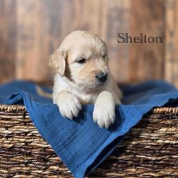 Shelton - Golden male Golden Retriever puppy in Fruitland, Idaho from Bethel Retrievers