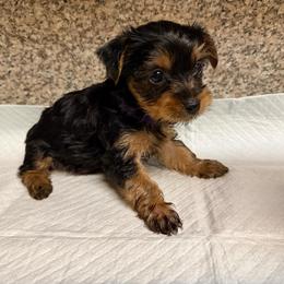 Girl 3 - Black and gold female Yorkshire Terrier puppy in Pomona, California from Cristian's Yorkshire Terriers