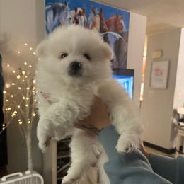 Fluff - White male Pomeranian puppy in Rhode Island from Heartfelt Kennels