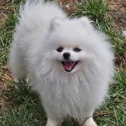 Tom - Pomeranian
