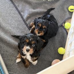 Cavapoo Puppies from AZ Cavapoos