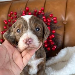 Nicholas - Merle male Goldendoodle puppy in Ottawa, Ohio from Simply Beautiful Goldendoodles