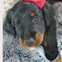 Assorted Doodle Crosses and Aussiedoodle Puppies from Do Wah Diddy Doodles