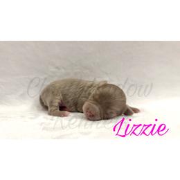 Lizzie - Blue female Chihuahua puppy in Patchogue, New York from Cloudshadow Kennels
