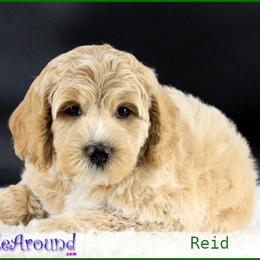 Reid - Cream male Australian Labradoodle puppy in Billings, Montana from Doodle Around