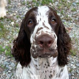 Moo - English Springer Spaniel