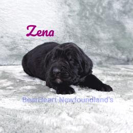 Xena - White and black female Newfoundland puppy in Cortez, Colorado from Bear Heart Newfoundlands, LLC