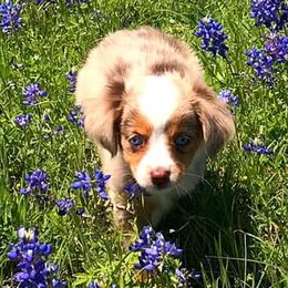 Australian Shepherds, Miniature Australian Shepherds, and Toy Australian Shepherds from Brushy Creek Aussies & Mini Aussies