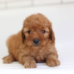 Oscar - Apricot male Labradoodle puppy in Stevens, Pennsylvania from Pebble Paws Lane