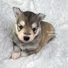 Paterson - Silver and white male Pomsky puppy in Sheffield, Iowa from Clover Ridge Pomskies