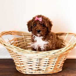 Daisy - Red  female Poodle puppy in Kissimmee, Florida from Poodle Doodle Kennels