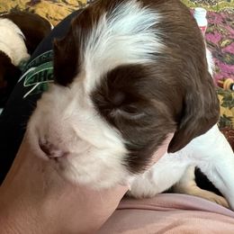 Grey - White and liver male English Springer Spaniel puppy in Wells, Vermont from Everyday Sunshine Springers