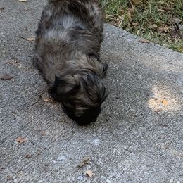 Havanese Puppies from Havanese If You Please