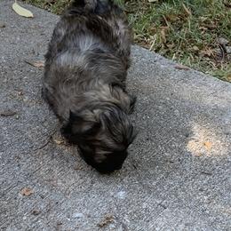 Havanese Puppies from Havanese If You Please