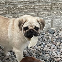Lacy - Pug