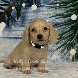 Cream Male Long Hair Green Collar - Cream male Dachshund puppy in Cleveland, Tennessee from Kelly's Doxie Farm