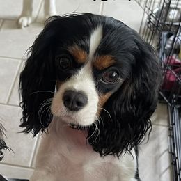 Piper - Cavalier King Charles Spaniel
