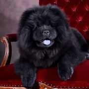 Chow Chow from Cynthia Becker