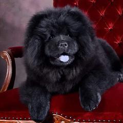 Chow Chow from Cynthia Becker