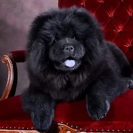 Chow Chow from Cynthia Becker