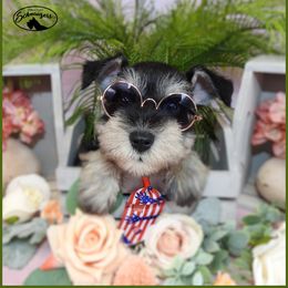 AKC 25010 - Black and silver male Miniature Schnauzer puppy in Mount Airy, Georgia from Miniature Schnauzers GA, LLC
