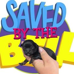 Slater - Black male Shihpoo puppy in Coshocton, Ohio from Forever Family Puppies